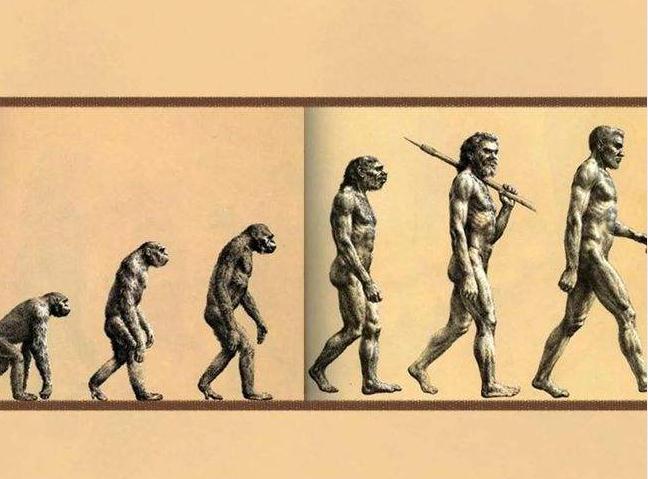 人类的起源与体质进化——人类在自然界的位置